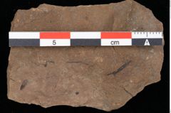 Foto (Detailansicht) von Enteromorpha stagnalis Heer (NHMW-GEO-2024-0188-0094)